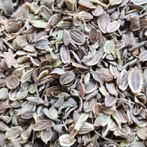 白花前胡种子，品种纯正，发芽率95%.对接全国