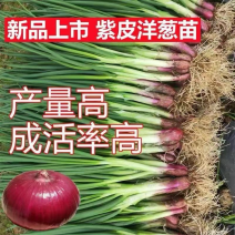 2024洋葱苗二红洋葱苗