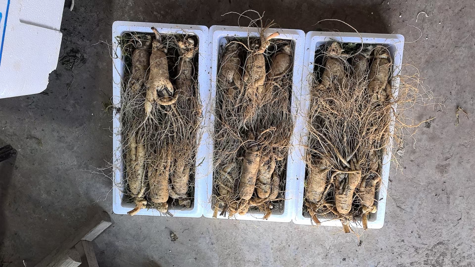 林下参干品陈列对比图