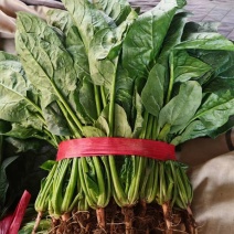 【大叶菠菜】甘肃天水菠菜新鲜菠菜自产自销大量供货对接全国市场