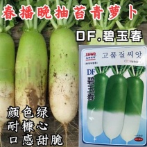 碧玉春萝卜种子春播耐抽苔青萝卜绿皮耐糠心甜脆萝卜蔬菜种子