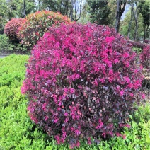 红花檵木球城市花坛布景园林绿化工程红继木球形庭院盆栽常青