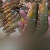 天然海虾一手货源供应电商市场超市冷链直发