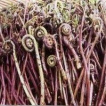 各种山野菜种苗