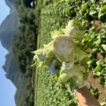 儿菜芽芽菜已上市