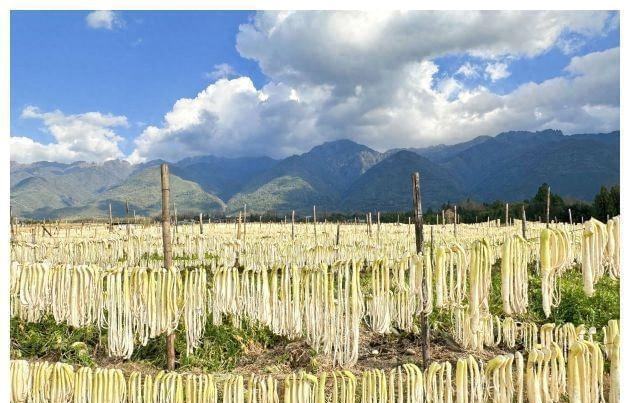 萝卜切条晾晒场景