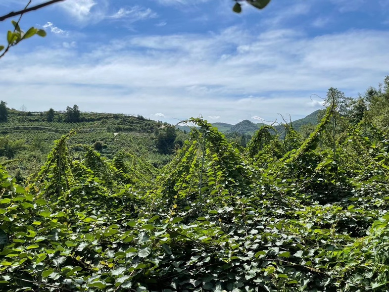 一片阳光充足的猕猴桃种植园,藤架整齐排列,绿色藤蔓缠绕铁丝网,枝头挂满成串的绿心猕猴桃果实,果皮呈棕褐色带细绒毛,农民正在田间进行采收作业,背景为丘陵地貌和蓝天白云 绿心猕猴桃果园实景