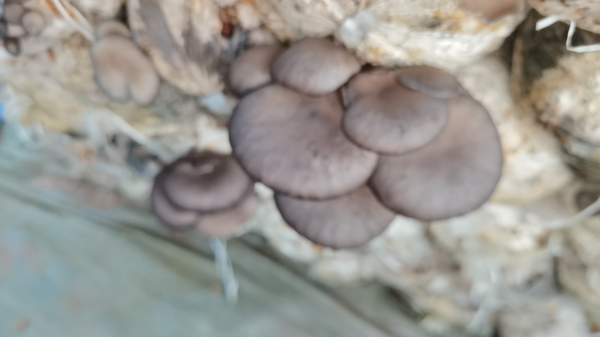 平菇营养对比表