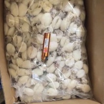 墨鱼仔，散装墨鱼仔
