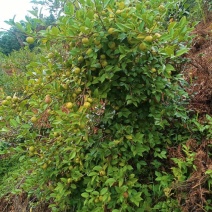 精品油茶鲜果，自己的种植基地，品质保证，产地直销量大从优