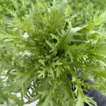 新鲜采摘，黑龙江苦菊，健康好味，**特惠！