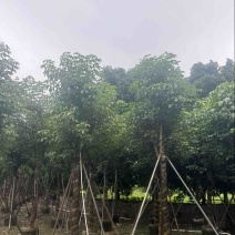 骨架秋枫12～20公分基地直发规格齐全质量优质