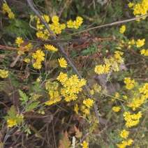 陕西野菊花野生的菊花茶
