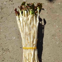 折耳根嫩芽鱼腥草鱼腥草嫩芽折耳根芽