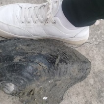 河蚌