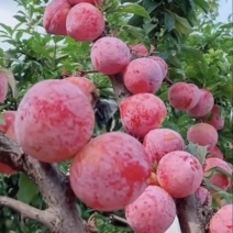 国峰十七李子苗