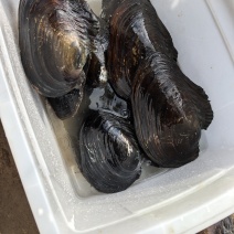 流动河大河蚌
