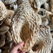 包邮大号刺龟鱼皮刺龟皮海胆皮刺豚皮海刺海产干货煲汤