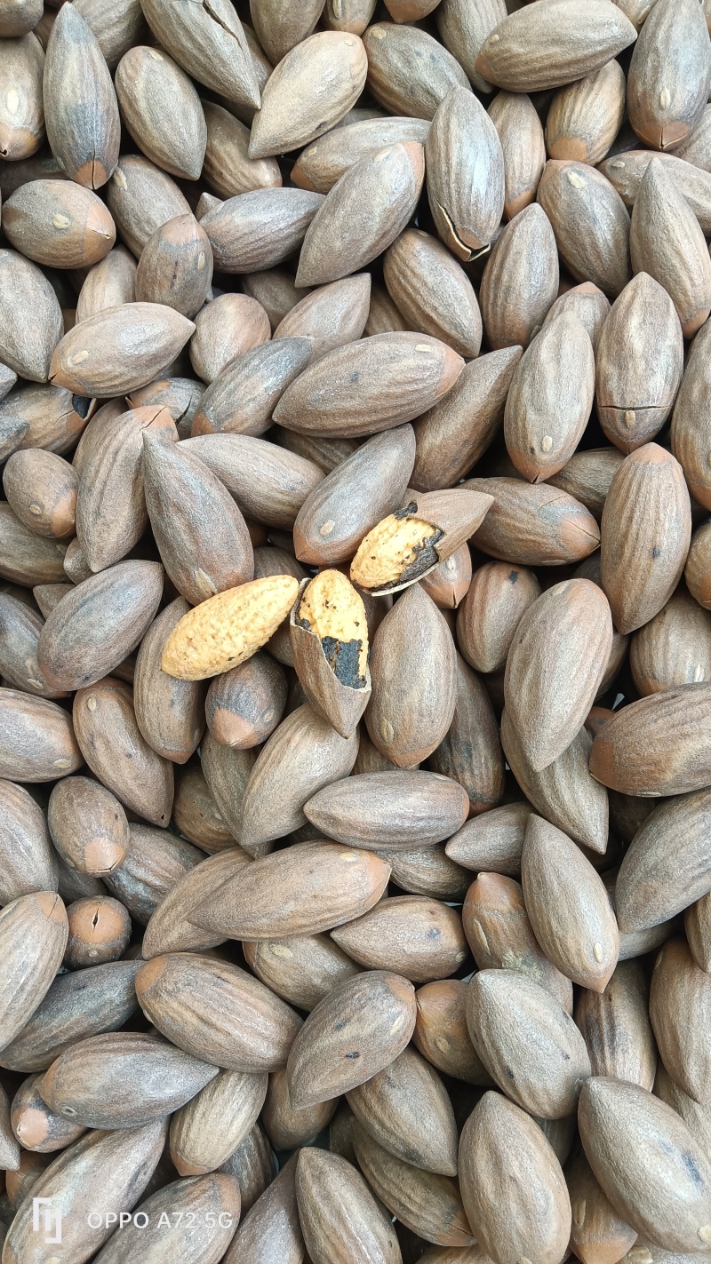 榧子香榧浙江土特产大量上新新鲜现炒保质保量欢迎咨询考察