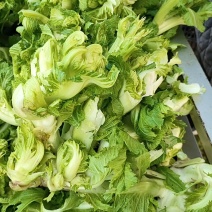 砀山县儿菜大量上市，质量三保，欢迎客户前来采购。