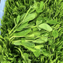 豌豆尖豌豆苗真实图片，真实价格