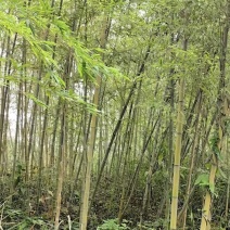 楠竹苗