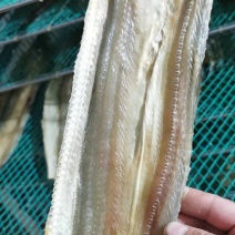 淡干鳗鱼干