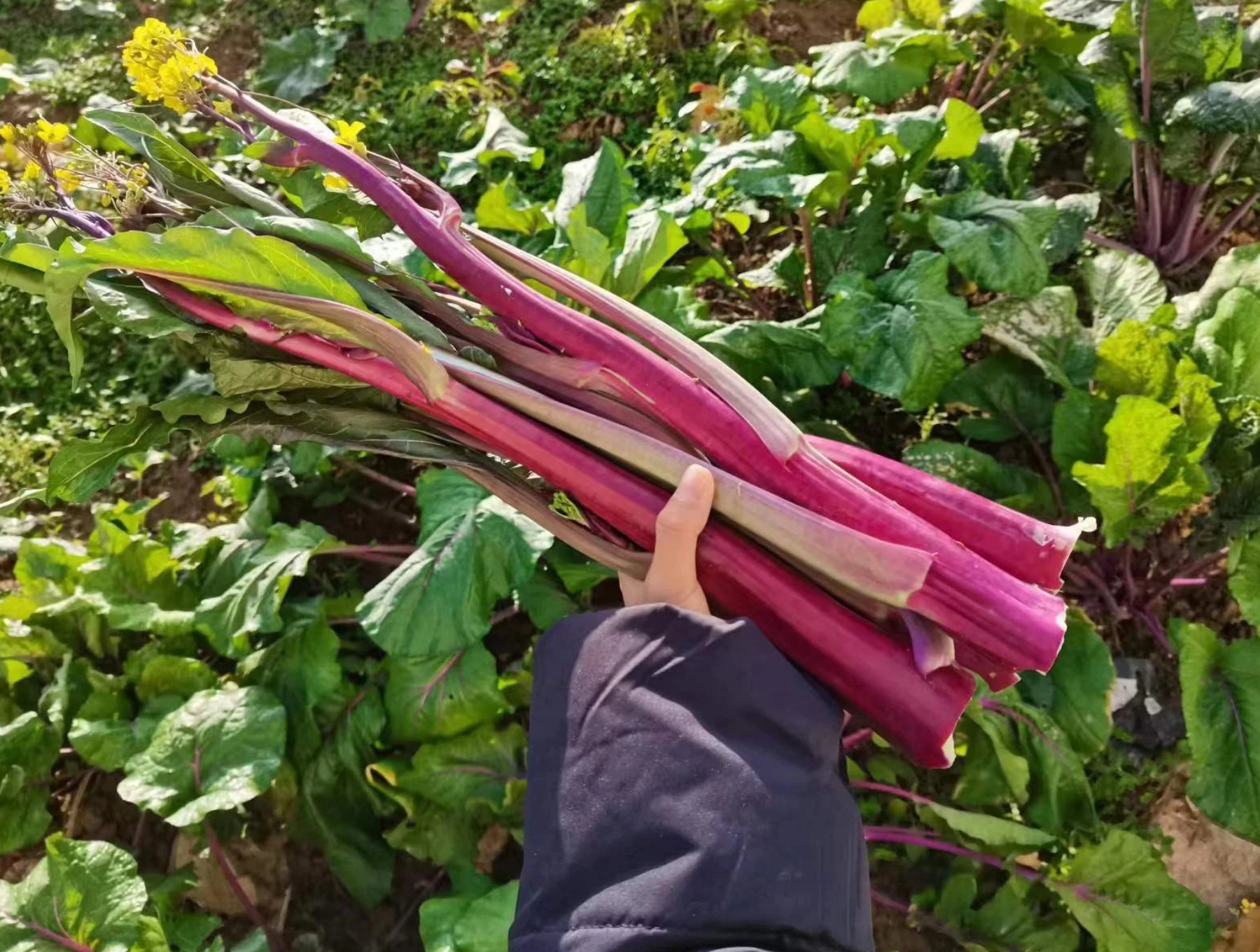 一位农民正在田间采摘油菜苔,手中握着几根带露水的绿色嫩苔,顶端有淡黄色小花苞,背景为整齐排列的油菜植株,土壤湿润,展现新鲜采摘的真实场景 采摘中的油菜苔特写