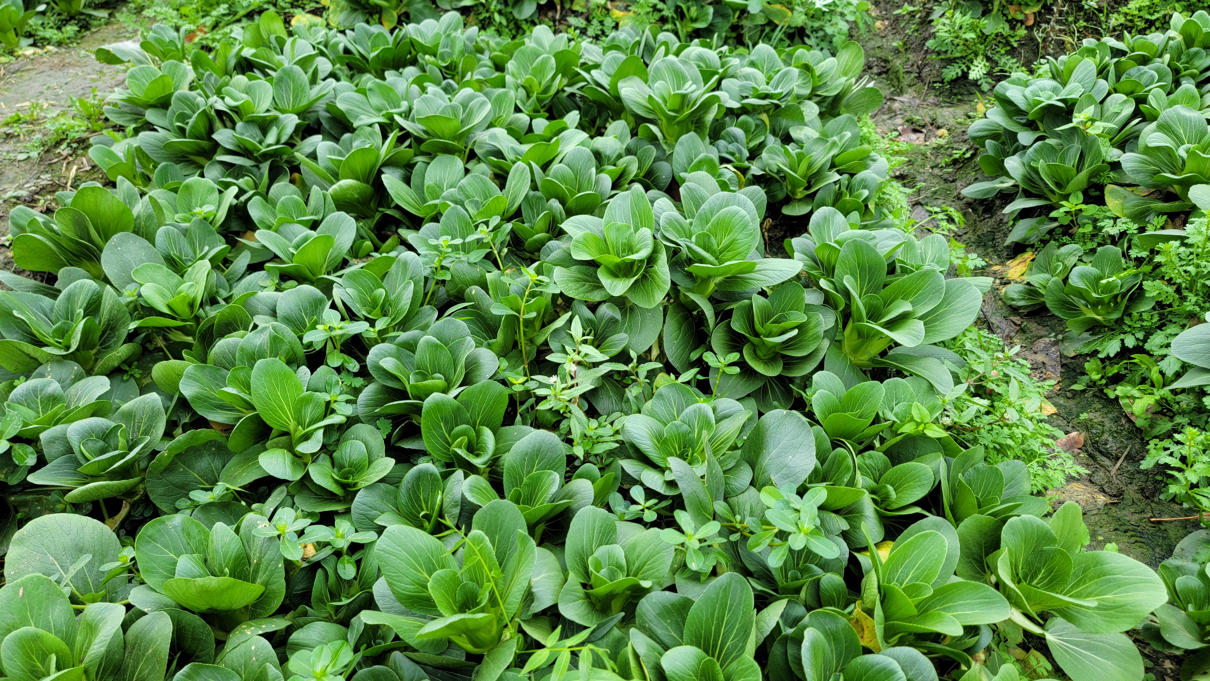 油菜田与菜市场小油菜对比图