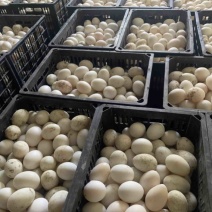 鲜鸭蛋，精品裂纹蛋，社区团购，微商电商一件代发，市场批发