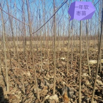1--3年的软枣苗，黑枣苗，君迁子苗，嫁接柿子树优良占木