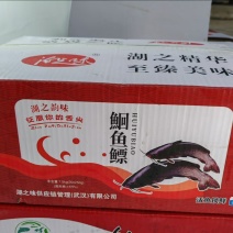 清江鮰鱼鳔