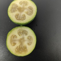 菲油果大量有货产地直发保质保量可视频看货