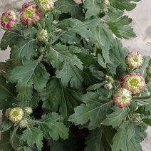 山东菊花，大菊花，九月菊，地址资产
