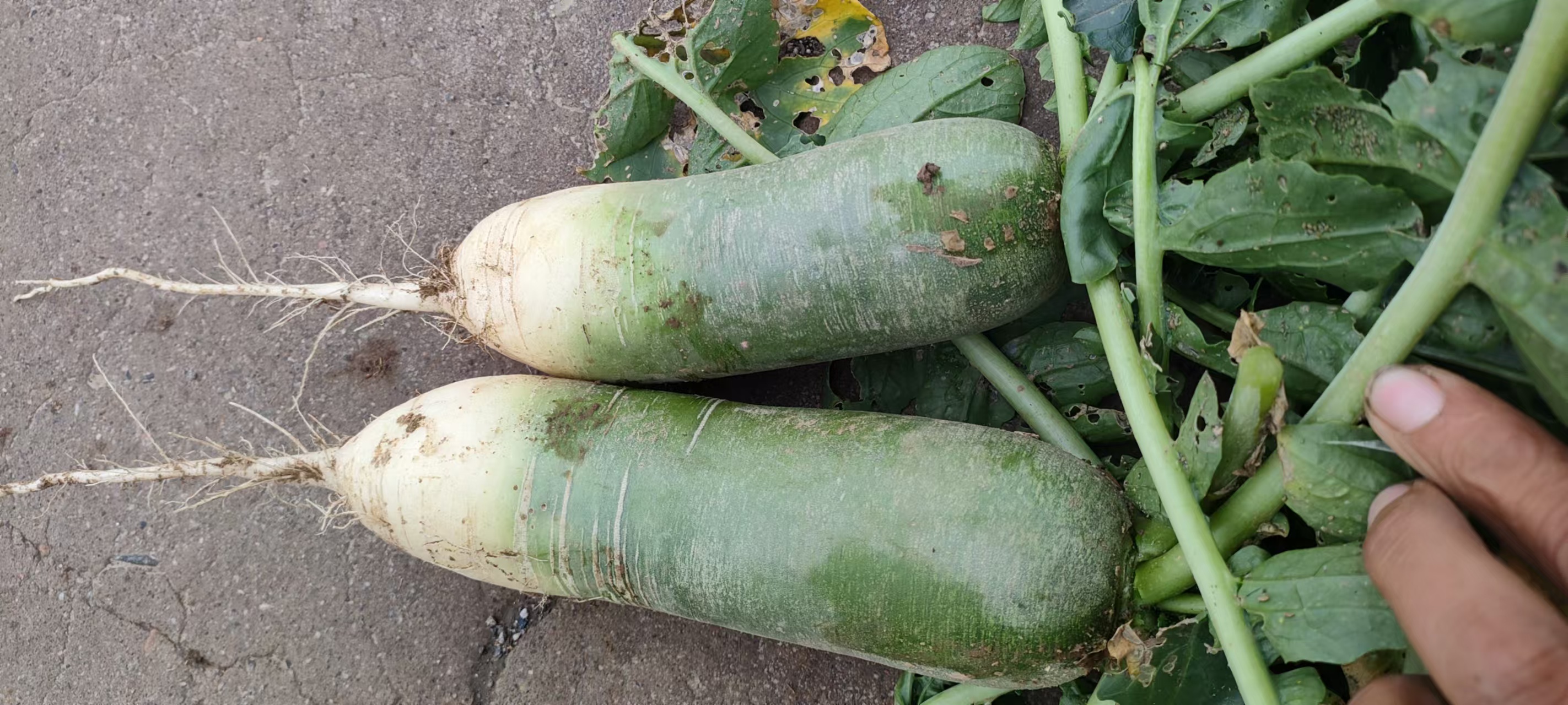 臼萝卜整体特写