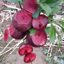 蜜桔红心李树苗