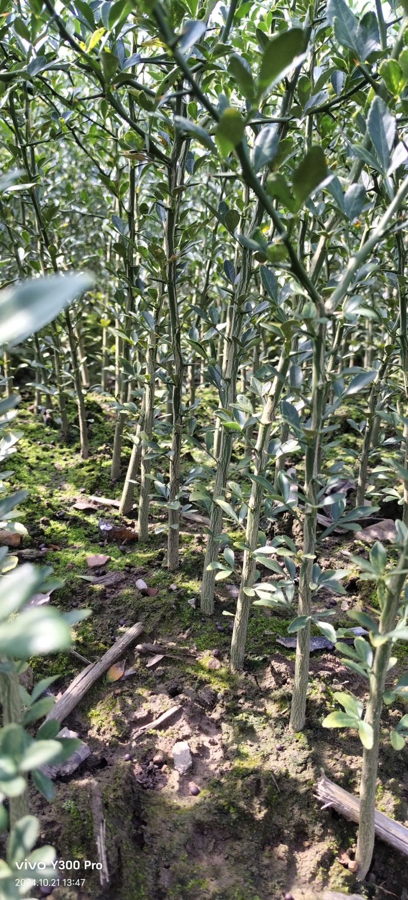 枳壳苗枳壳大小苗枸橘苗篱笆苗现挖现发,保显发货