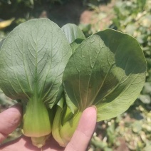 南通本地精品矮脚青，量大从优