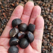 油茶籽，大别山老树油茶籽