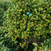 茶花5公分茶花8公分茶花12公分处理了