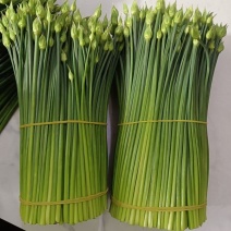 韭苔货源充足，全国发货，厂里有货，价格美丽