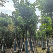 秋枫骨架货15-18公分基地现货直销