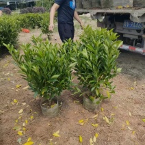 非洲茉莉40-50-60-70-80高。基地直销自家货