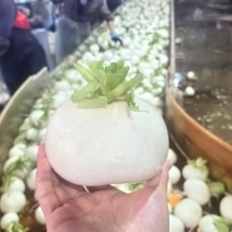 圆白萝卜基地直发产地看货论价保质保量新鲜大量上市