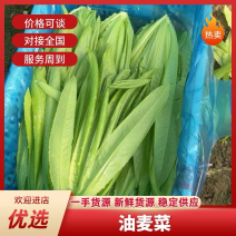 精品油麦菜对接全国市场欢迎老板合作