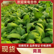 大叶茼蒿量大从优欢迎咨询