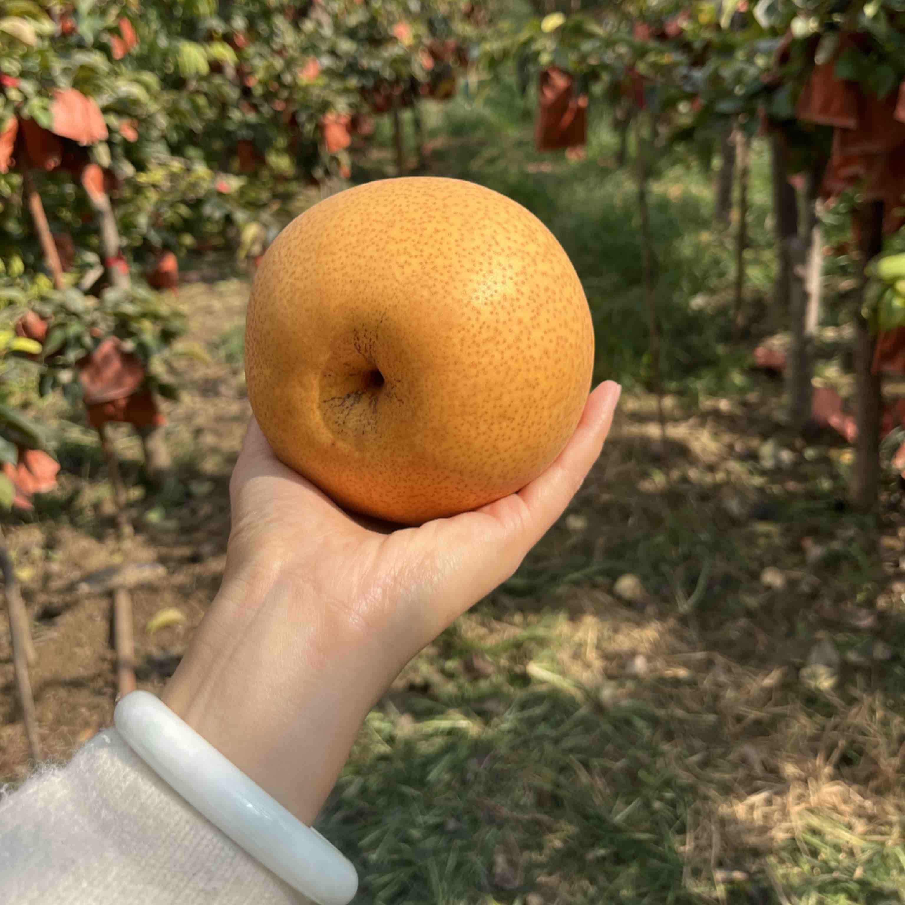 [红梨批发]河南开封通许县梨 1.50元/斤晚秋红梨大量有货，品 _ 一亩田