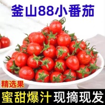 山东小番茄/釜山888/产地货源/现货上市/价格便宜