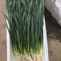 精品云南蒜苗白蒜叶大量上市干货水货欢迎来电
