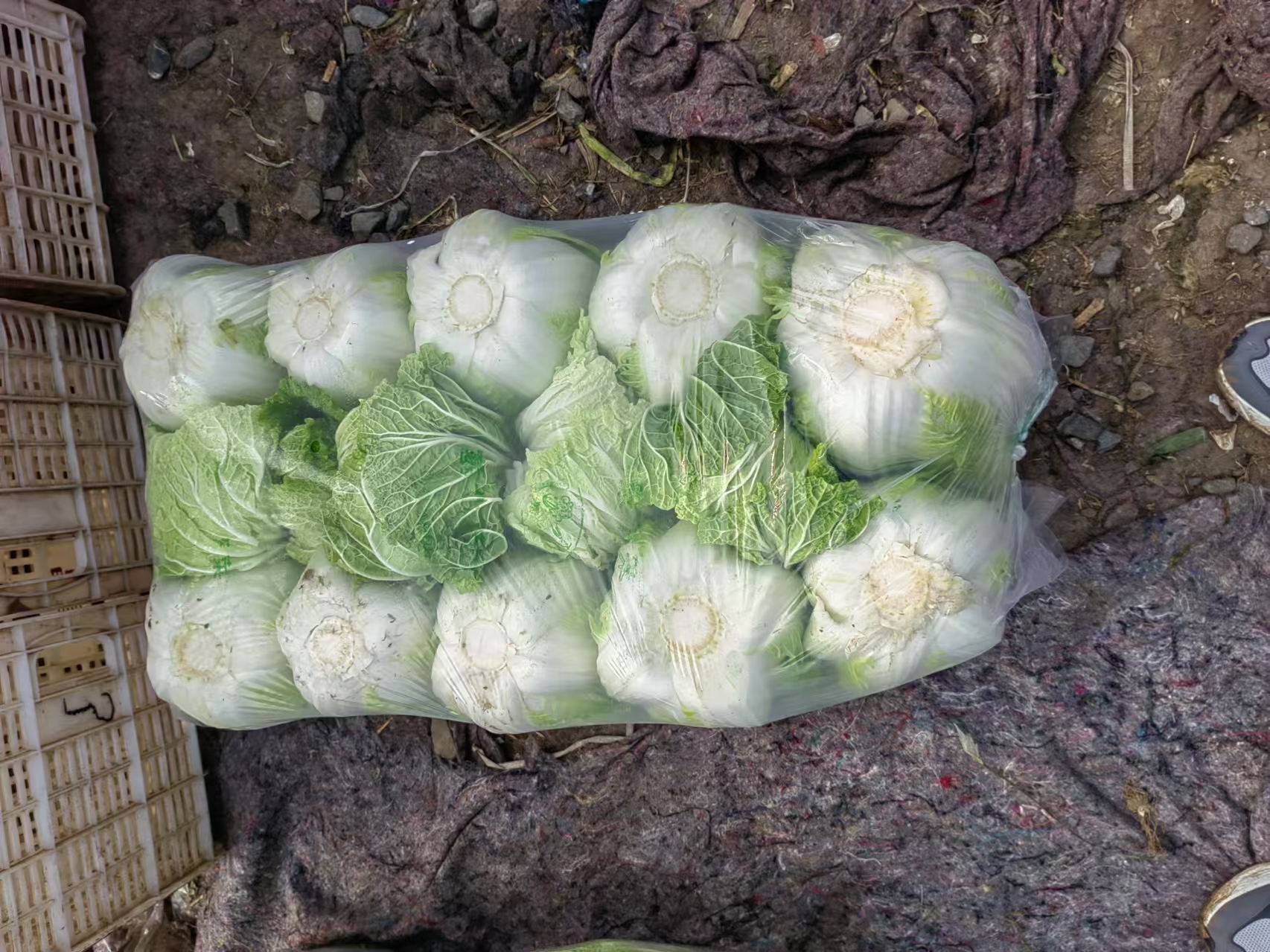 青杂三号白菜净菜包装车间